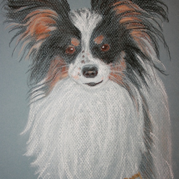 Meet your Posher, Darcy - Picture 5 of 6